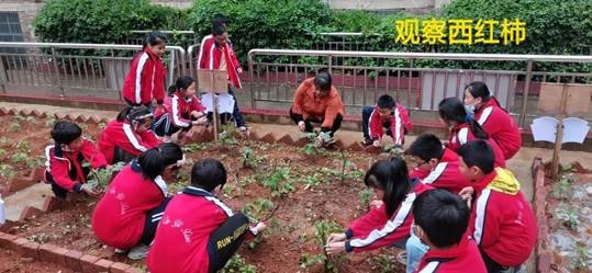勞動教育第2期校園童耕場圃勞作記║觀察蔬菜生長 學習耕種技術(shù)