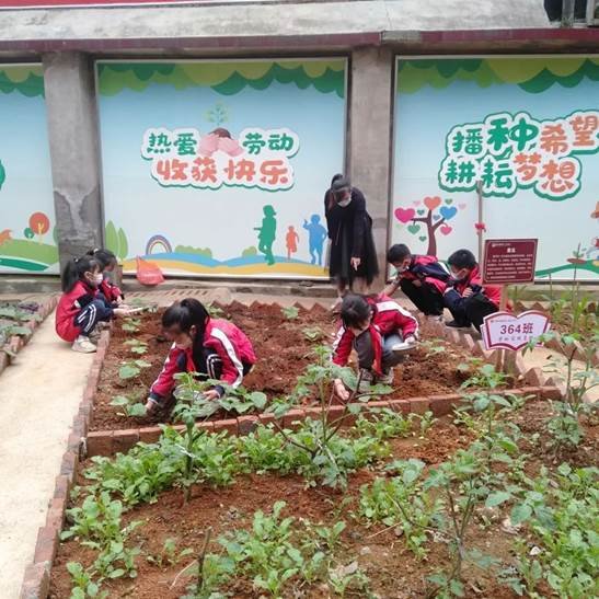 勞動教育第2期校園童耕場圃勞作記║觀察蔬菜生長 學習耕種技術(shù)