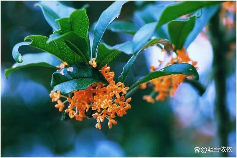 八月桂花姍姍遲來(lái)為哪般？