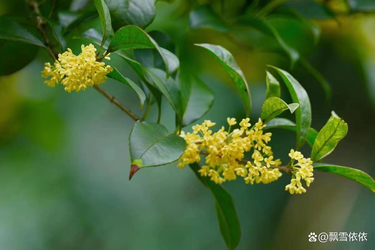 八月桂花姍姍遲來(lái)為哪般？
