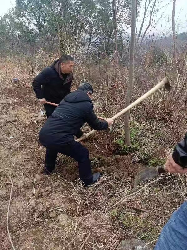 春意盎然 播種正當時