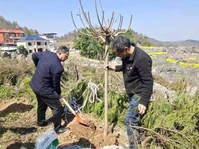 春風送暖黨旗紅，植樹添綠正當時