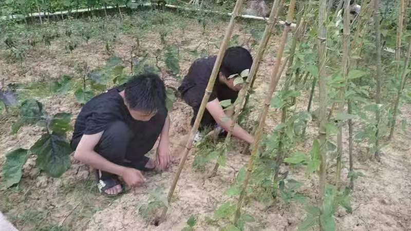 文體之花競綻放，課后服務結碩果
